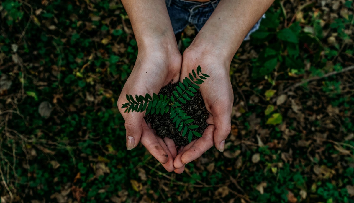 Hands holding soil with a growing seedling
